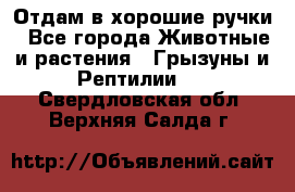 Отдам в хорошие ручки - Все города Животные и растения » Грызуны и Рептилии   . Свердловская обл.,Верхняя Салда г.